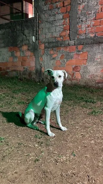 Cachorro raça SRD-ViraLata idade 3 anos nome Neymarzinho