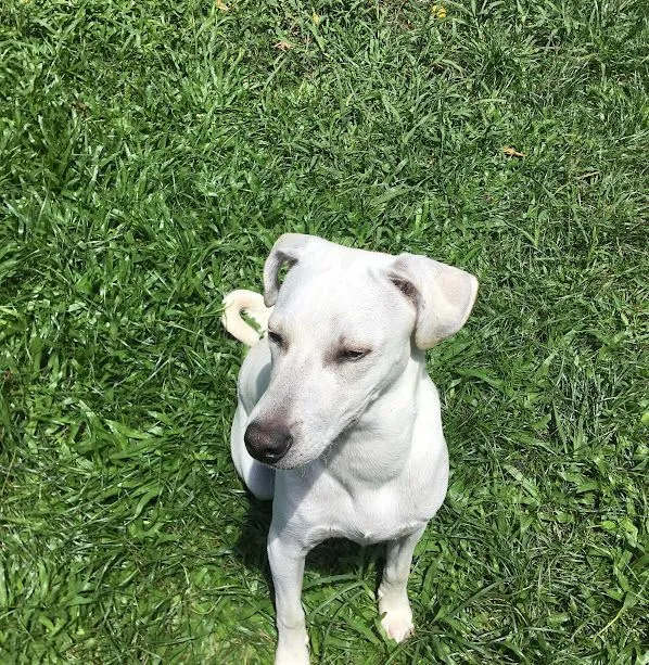 Cachorro raça SRD-ViraLata idade 3 anos nome Neymarzinho