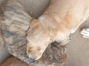 Cachorro raça SRD-ViraLata idade Abaixo de 2 meses nome sem nome