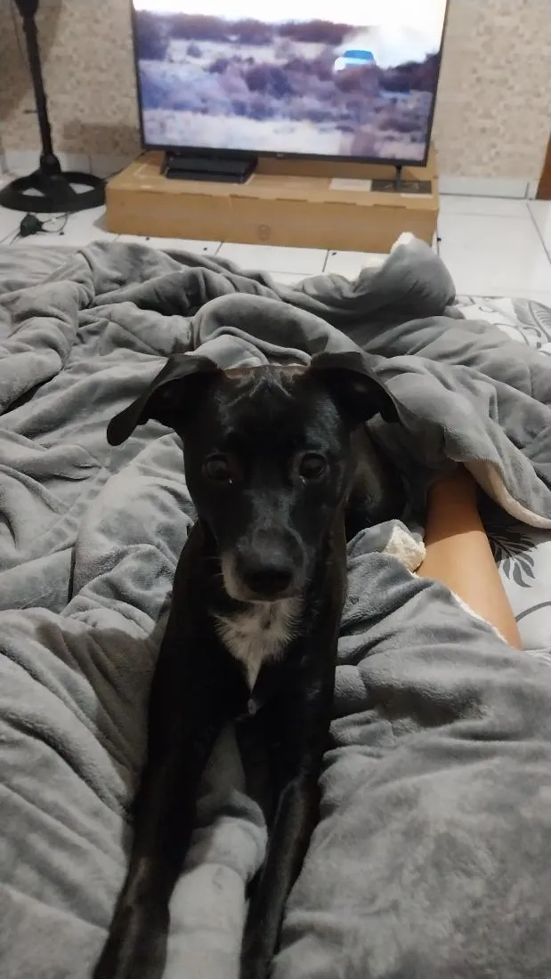 Cachorro raça SRD-ViraLata idade 7 a 11 meses nome Nina