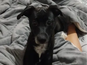 Cachorro raça SRD-ViraLata idade 7 a 11 meses nome Nina