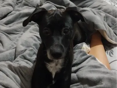 Cachorro raça SRD-ViraLata idade 7 a 11 meses nome Nina