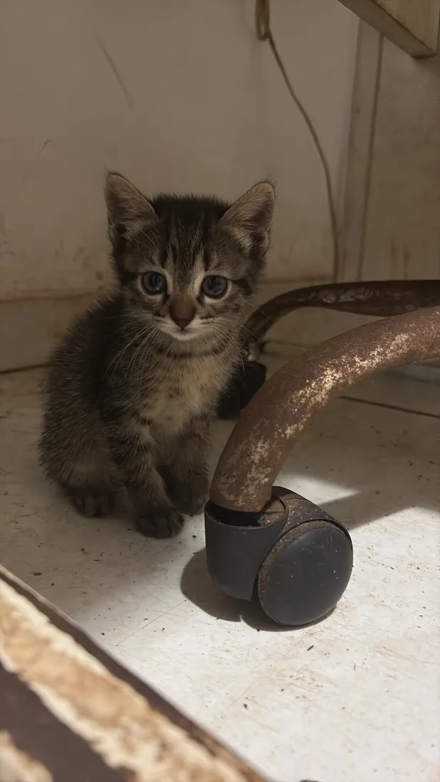 Gato raça SRD-ViraLata idade Abaixo de 2 meses nome Coruja