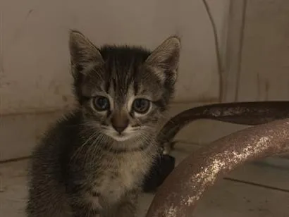 Gato raça SRD-ViraLata idade Abaixo de 2 meses nome Coruja