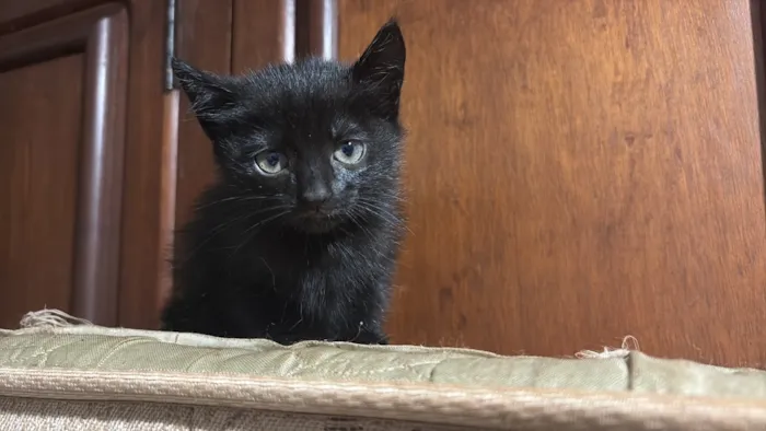 Gato raça SRD-ViraLata idade Abaixo de 2 meses nome Padilha