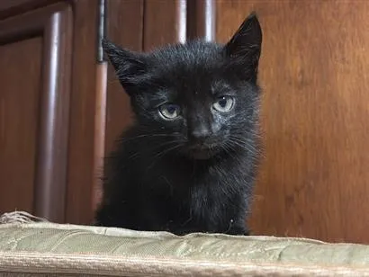 Gato raça SRD-ViraLata idade Abaixo de 2 meses nome Padilha