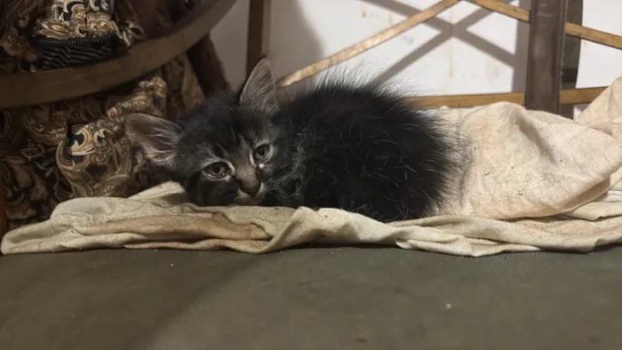 Gato raça SRD-ViraLata idade Abaixo de 2 meses nome Nevasca 