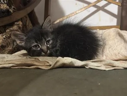 Gato raça SRD-ViraLata idade Abaixo de 2 meses nome Nevasca 