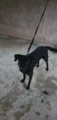 Pantera