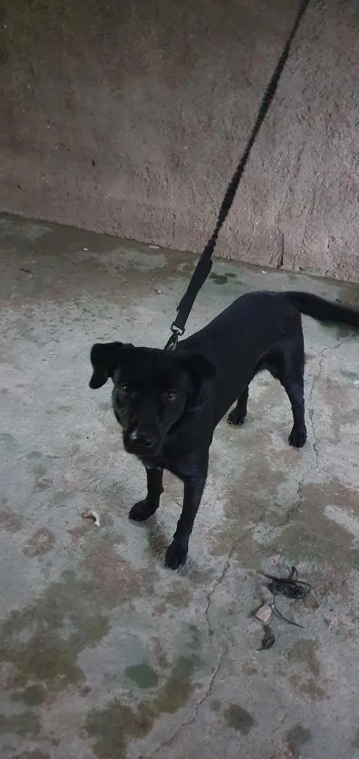 Cachorro raça SRD-ViraLata idade 2 anos nome Pantera