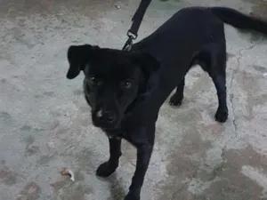 Cachorro raça SRD-ViraLata idade 2 anos nome Pantera