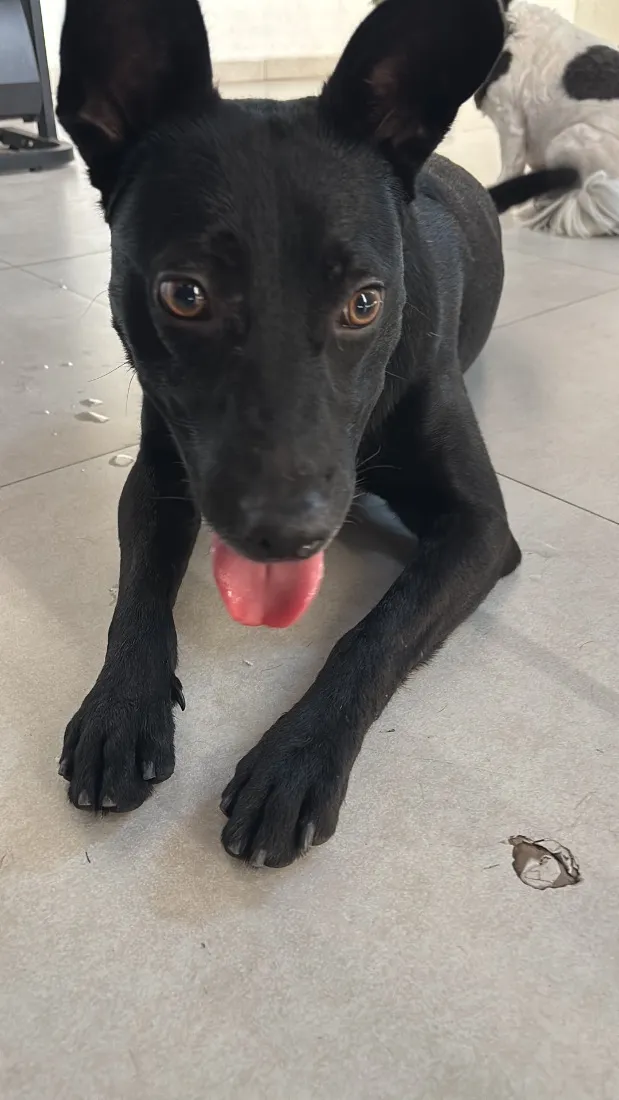 Cachorro raça SRD-ViraLata idade 4 anos nome Vereda