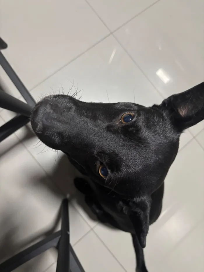 Cachorro raça SRD-ViraLata idade 4 anos nome Vereda