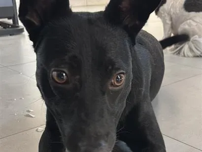 Cachorro raça SRD-ViraLata idade 4 anos nome Vereda