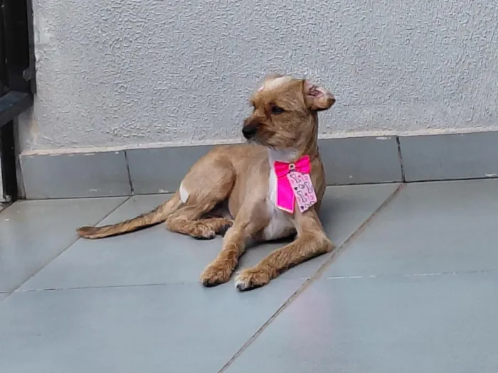 Cachorro raça SRD-ViraLata idade 2 anos nome Mel