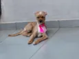 Mel