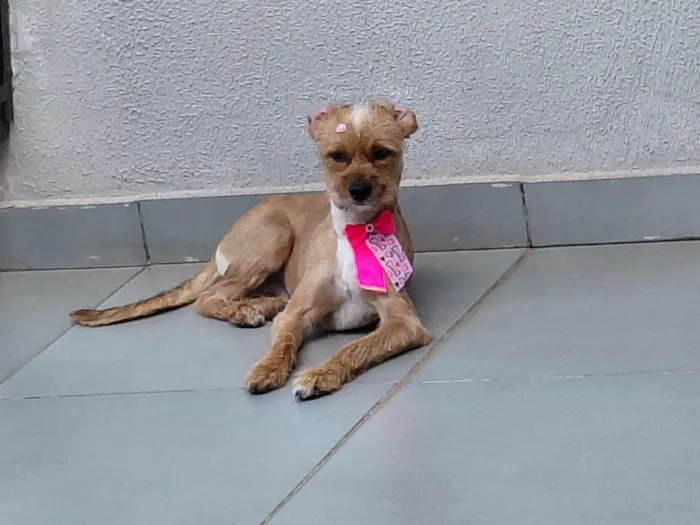 Cachorro raça SRD-ViraLata idade 2 anos nome Mel