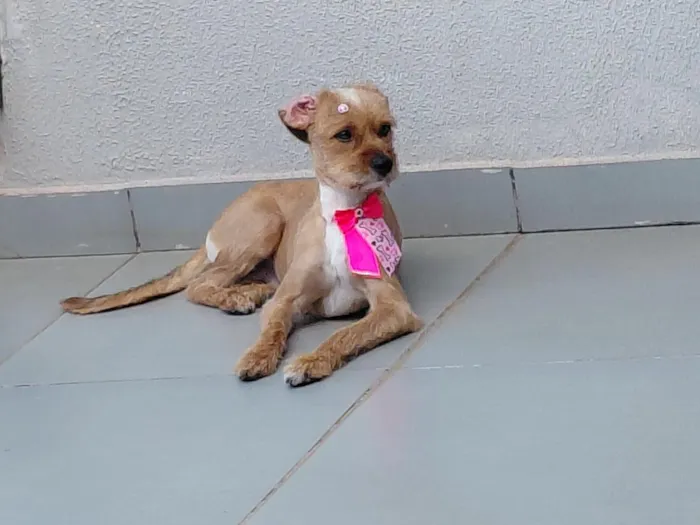 Cachorro raça SRD-ViraLata idade 2 anos nome Mel