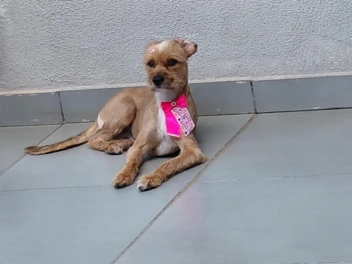 Cachorro raça SRD-ViraLata idade 2 anos nome Mel