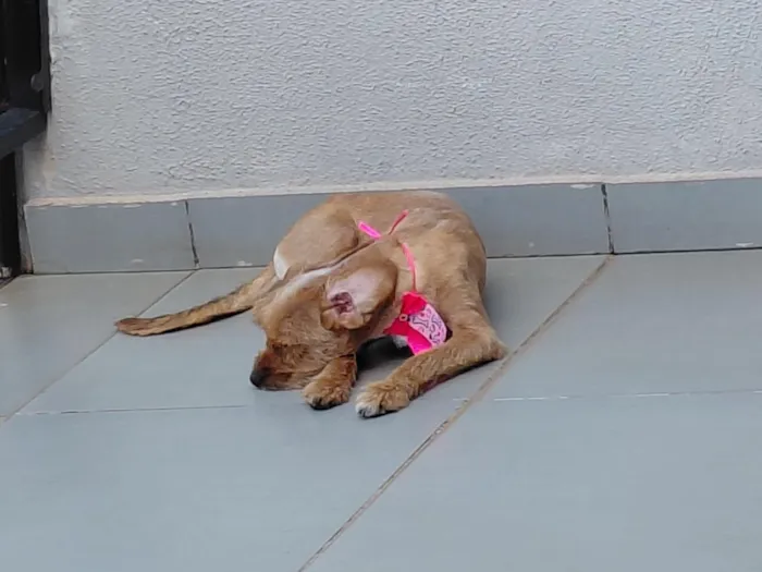 Cachorro raça SRD-ViraLata idade 2 anos nome Mel
