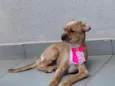 Mel