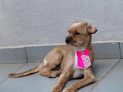 Cachorro raça SRD-ViraLata idade 2 anos nome Mel