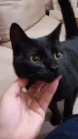 Pantera 
