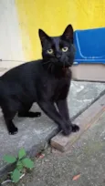 Pantera 