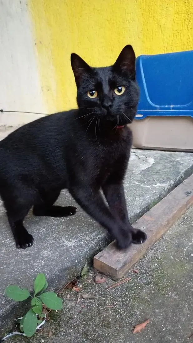 Gato raça SRD-ViraLata idade 7 a 11 meses nome Pantera 