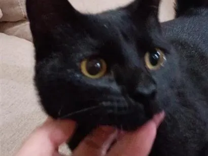 Gato raça SRD-ViraLata idade 7 a 11 meses nome Pantera 