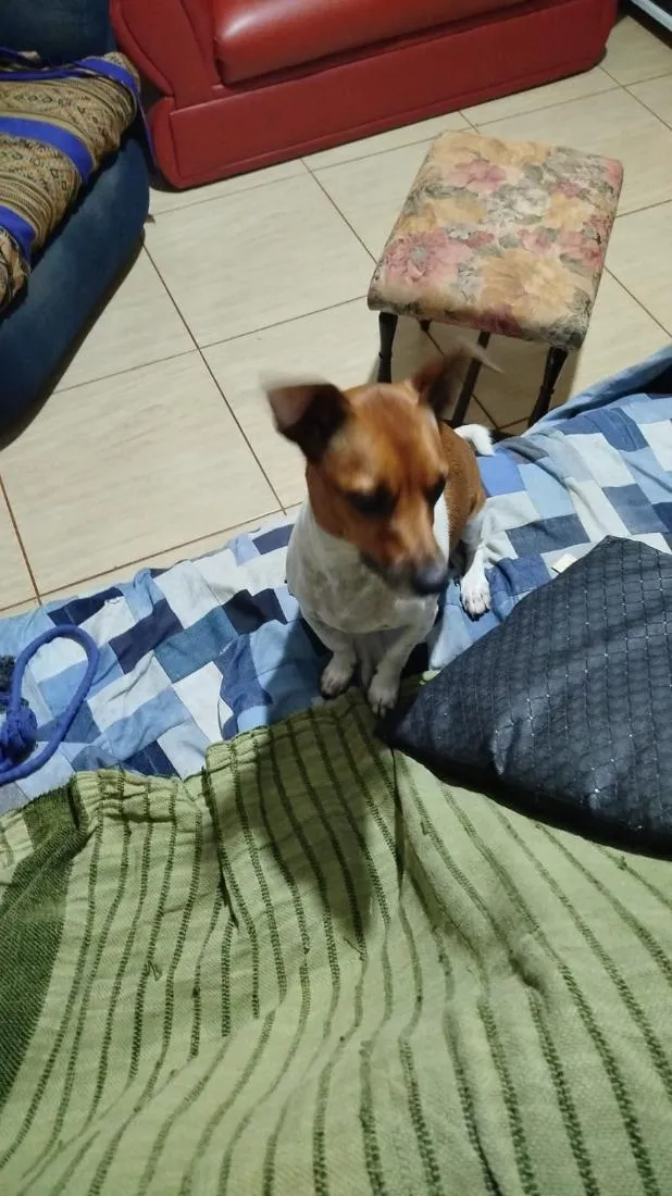 Cachorro raça SRD-ViraLata idade 6 ou mais anos nome Pingo