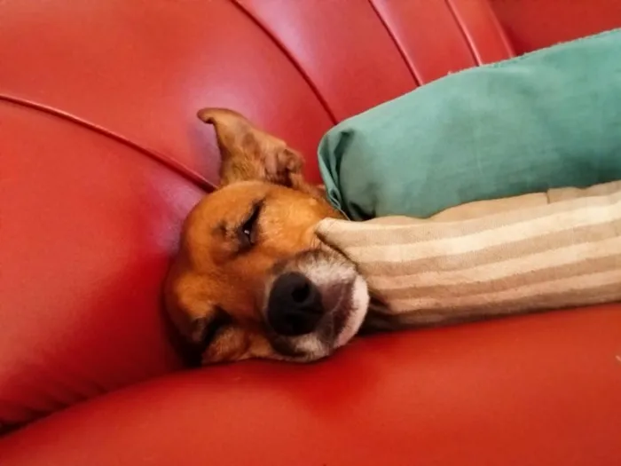 Cachorro raça SRD-ViraLata idade 6 ou mais anos nome Pingo