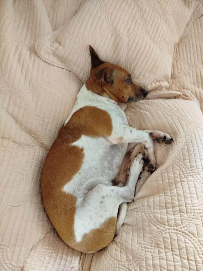 Cachorro raça SRD-ViraLata idade 6 ou mais anos nome Pingo