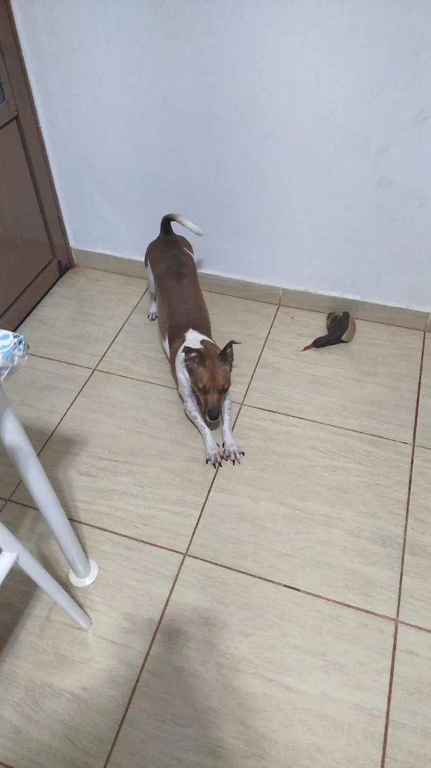 Cachorro raça SRD-ViraLata idade 6 ou mais anos nome Pingo