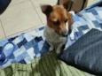 Pingo