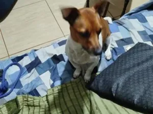 Cachorro raça SRD-ViraLata idade 6 ou mais anos nome Pingo