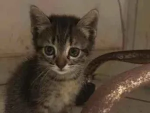 Gato raça SRD-ViraLata idade Abaixo de 2 meses nome Coruja