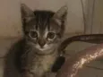Coruja