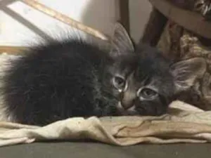 Gato raça SRD-ViraLata idade Abaixo de 2 meses nome Nevasca 