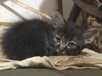 Gato raça SRD-ViraLata idade Abaixo de 2 meses nome Nevasca 
