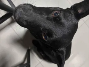 Cachorro raça SRD-ViraLata idade 4 anos nome Vereda
