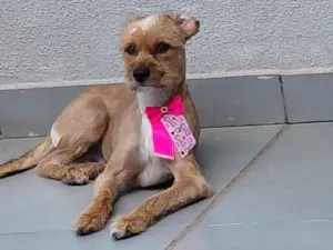 Cachorro raça SRD-ViraLata idade 2 anos nome Mel