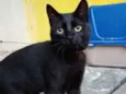 Pantera 