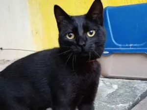 Gato raça SRD-ViraLata idade 7 a 11 meses nome Pantera 