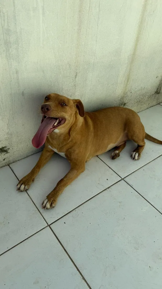 Cachorro raça Pit-Bull idade 6 ou mais anos nome Mel