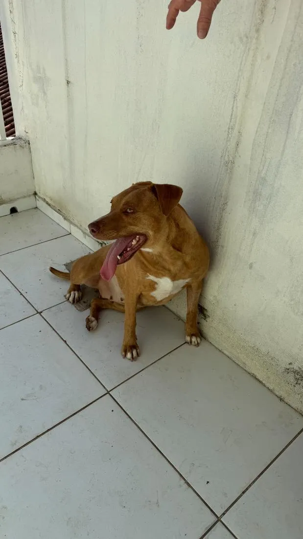 Cachorro raça Pit-Bull idade 6 ou mais anos nome Mel