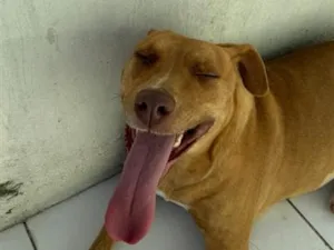 Cachorro raça Pit-Bull idade 6 ou mais anos nome Mel