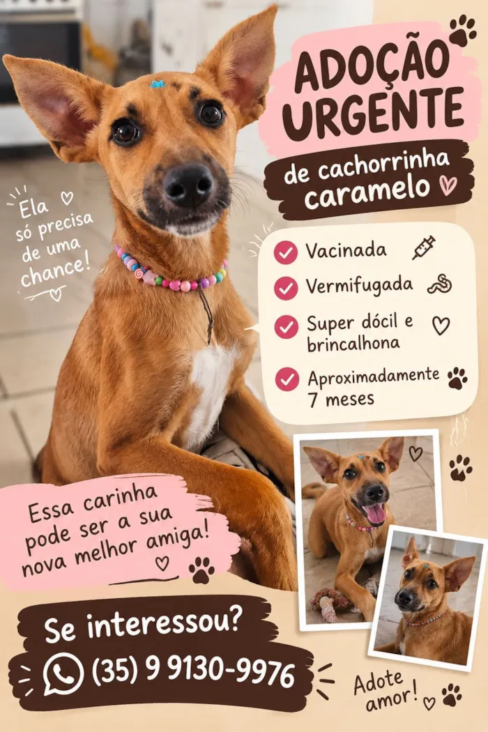 Cachorro raça SRD-ViraLata idade 7 a 11 meses nome Betinha