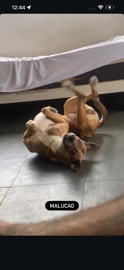 Cachorro raça SRD-ViraLata idade 5 anos nome Rajado