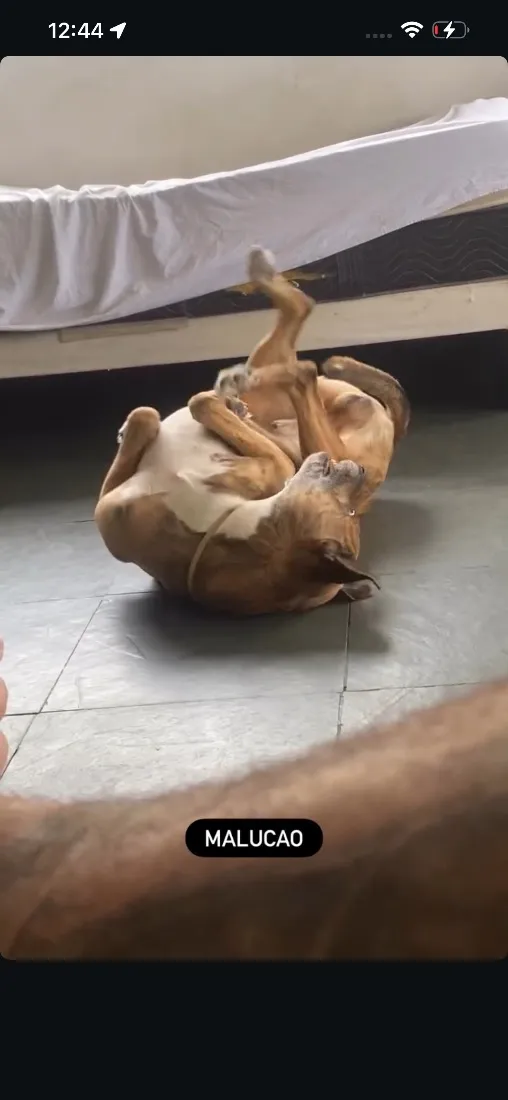 Cachorro raça SRD-ViraLata idade 5 anos nome Rajado
